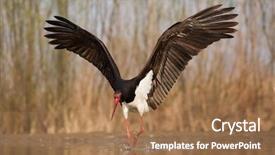  Presentation with fishing - Amazing slide deck having black stork ciconia nigra fishing backdrop and a coral colored foreground
