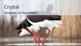  Presentation with stop violence against black women - Colorful PPT theme enhanced with black stork ciconia nigra fishing backdrop and a sky blue colored foreground