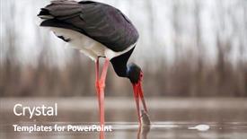  Presentation with fishing - Audience pleasing PPT theme consisting of black stork ciconia nigra fishing backdrop and a gray colored foreground