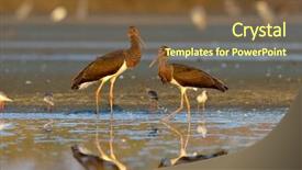  Presentation with natural - Cool new PPT layouts with delta wing - black stork in natural habitat backdrop and a tawny brown colored foreground
