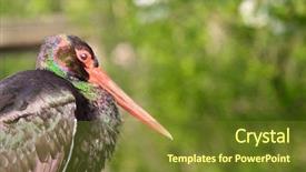  Presentation with black baby - PPT theme having black stork portrait background and a  colored foreground