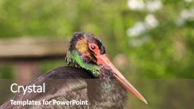  Presentation with black baby - Slide set featuring black stork portrait background and a  colored foreground