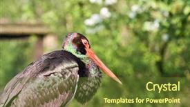  Presentation with black baby - Slide deck featuring black stork portrait background and a  colored foreground