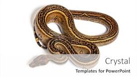  Presentation with stripe - Slides enhanced with black-stripe-boa-constrictor-isolated background and a white colored foreground