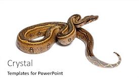  Presentation with stripe - Presentation with black-stripe-boa-constrictor-isolated background and a white colored foreground