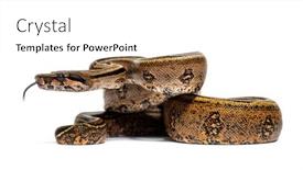  Presentation with stripe - Slide deck with black-stripe-boa-constrictor-sticking background and a white colored foreground