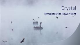  Presentation with new zealand - Amazing presentation design having black-swan-at-the-misty backdrop and a lemonade colored foreground