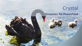  Presentation with new zealand - Audience pleasing presentation theme consisting of black-swan-at-the-misty backdrop and a lemonade colored foreground