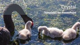  Presentation with new zealand - Presentation theme consisting of black-swan-at-the-misty background and a gray colored foreground