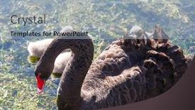  Presentation with misty - Presentation featuring black-swan-at-the-misty background and a light gray colored foreground