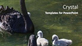  Presentation with new zealand - Presentation consisting of black-swan-at-the-misty background and a tawny brown colored foreground