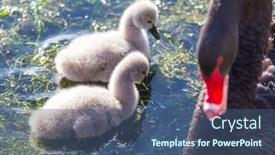  Presentation with new zealand - Colorful slides enhanced with black-swan-at-the-misty backdrop and a ocean colored foreground