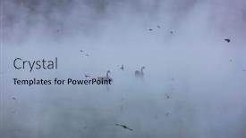  Presentation with new zealand - Colorful PPT theme enhanced with black-swan-at-the-misty backdrop and a light blue colored foreground