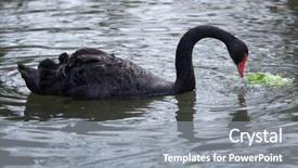  Presentation with wild birds black capped chickadee - Theme consisting of black swan cygnus atratus wild life animal background and a gray colored foreground
