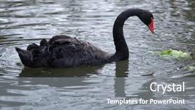  Presentation with animal - Cool new theme with black swan cygnus atratus wild backdrop and a gray colored foreground