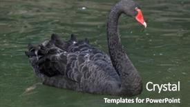  Presentation with animal - Slide deck with black swan cygnus atratus wild background and a  colored foreground