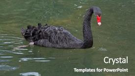  Presentation with wild birds black capped chickadee - Slide deck consisting of black swan cygnus atratus wild background and a  colored foreground