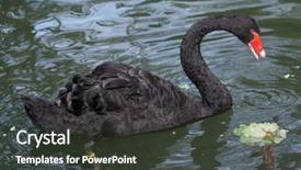  Presentation with wild birds black capped chickadee - Presentation design featuring black swan cygnus atratus wild background and a  colored foreground