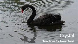  Presentation with black - Amazing PPT theme having black swan cygnus atratus backdrop and a gray colored foreground