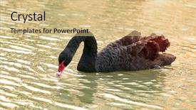  Presentation with swan ganz catheter - Theme having black swan in a lake background and a  colored foreground