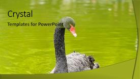  Presentation with lake - Slides enhanced with black swan in a lake background and a  colored foreground