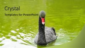  Presentation with lake - Theme with black swan in a lake background and a  colored foreground