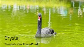  Presentation with black childen - Audience pleasing theme consisting of black swan in a lake backdrop and a  colored foreground