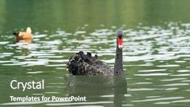  Presentation with lake - PPT layouts with black swan in a lake background and a  colored foreground