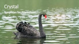  Presentation with lake - Audience pleasing slide deck consisting of black swan in a lake backdrop and a  colored foreground
