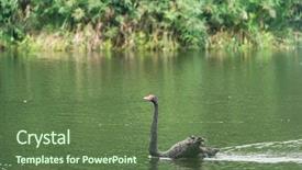  Presentation with hvac black - Audience pleasing presentation consisting of black swan in a lake backdrop and a tawny brown colored foreground