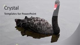  Presentation with swan ganz catheter - Colorful presentation theme enhanced with black swan in a lake backdrop and a light gray colored foreground