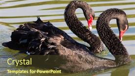  Presentation with gardens - Amazing PPT theme having black-swan-in-the-national backdrop and a tawny brown colored foreground