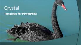  Presentation with gardens - Colorful theme enhanced with black-swan-in-the-national backdrop and a teal colored foreground