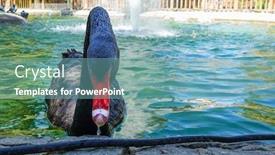  Presentation with park - Slide set enhanced with black swan in the pool of kugulu park - ankara turkey background and a seafoam green colored foreground