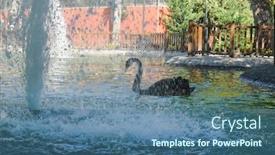  Presentation with park - Slides consisting of black-swan-in-the-pool background and a ocean colored foreground