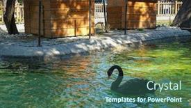 Presentation with park - Beautiful presentation theme featuring black-swan-in-the-pool backdrop and a ocean colored foreground