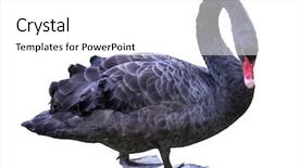  Presentation with theater black and white - Audience pleasing slide deck consisting of black swan isolated on white backdrop and a  colored foreground