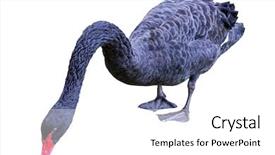  Presentation with piano black white - Presentation theme with black swan isolated on white background and a  colored foreground