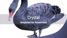  Presentation with award in black and white - Presentation design enhanced with black swan isolated on white background and a  colored foreground