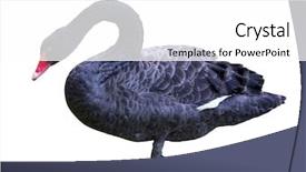  Presentation with black and white religious - Slide deck with black swan isolated on white background and a white colored foreground