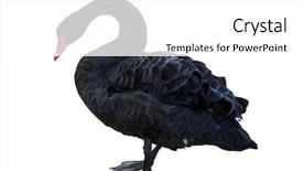  Presentation with theater black and white - PPT theme consisting of black swan isolated on white background and a white colored foreground