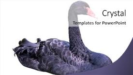  Presentation with black white program - PPT theme having black swan isolated on white background and a white colored foreground