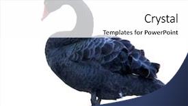  Presentation with white black grafitti - PPT theme having black swan isolated on white background and a white colored foreground