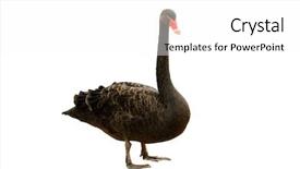  Presentation with black - Presentation theme having black swan isolated background and a white colored foreground