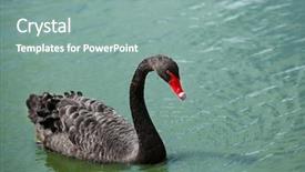  Presentation with pond - Cool new slide set with black swan swimming backdrop and a seafoam green colored foreground