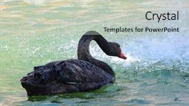  Presentation with water splash on black - PPT theme featuring black swan swims among water background and a soft green colored foreground