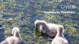  Presentation with new zealand - Presentation with black-swan-with-cygnets background and a gray colored foreground