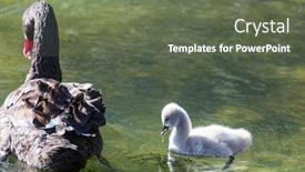  Presentation with new zealand - Beautiful presentation theme featuring black-swan-with-cygnets backdrop and a tawny brown colored foreground