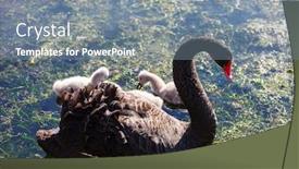  Presentation with new zealand - Colorful slide set enhanced with black-swan-with-cygnets backdrop and a gray colored foreground