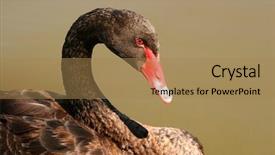  Presentation with gray black illustrated - Presentation design consisting of black swan background and a coral colored foreground